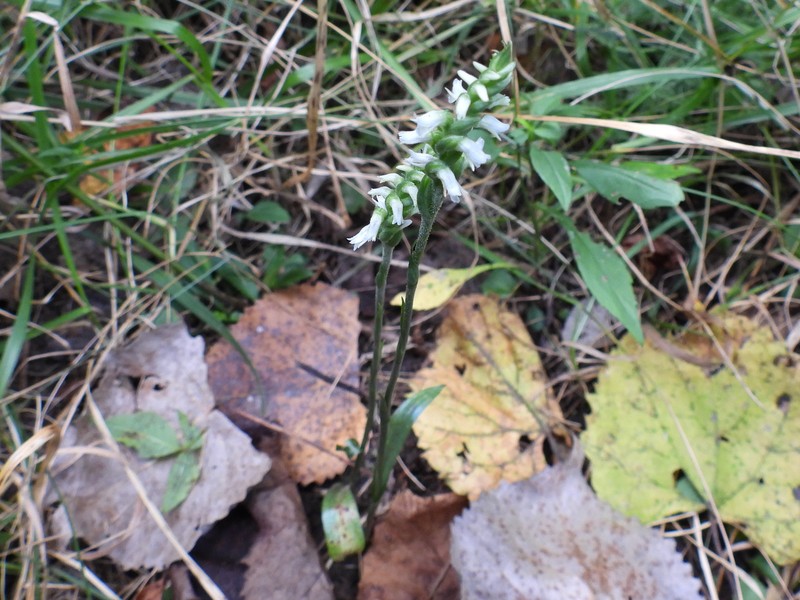 Spiranthes ovalis var. erostellata photo 2