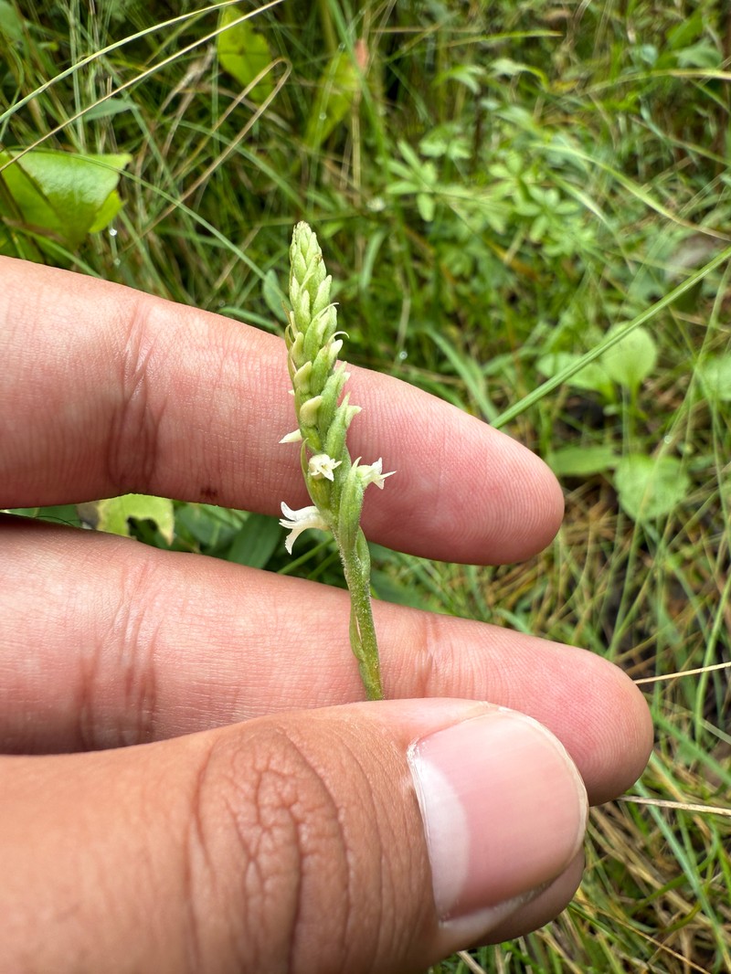 Spiranthes ovalis var. erostellata photo 3