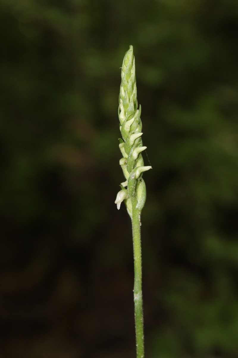 Spiranthes ovalis var. erostellata photo 4