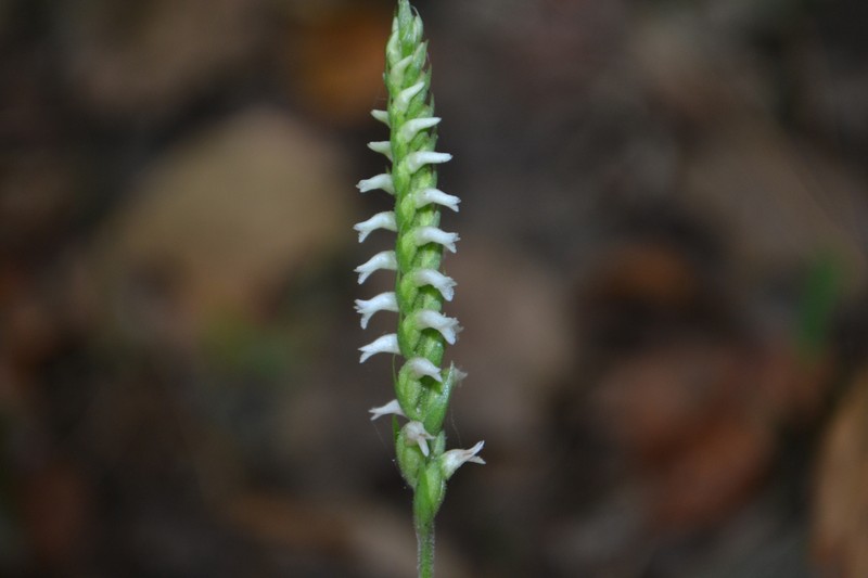 Spiranthes ovalis var. erostellata photo 5
