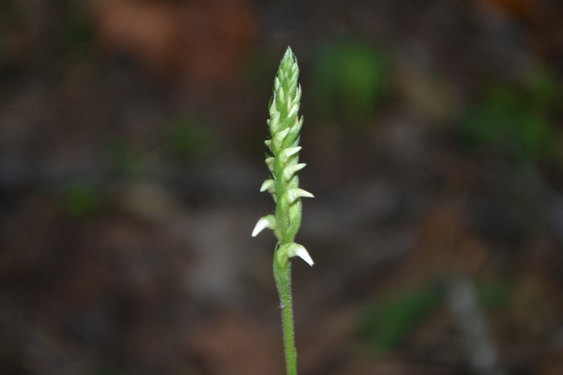 Spiranthes ovalis var. erostellata photo 6