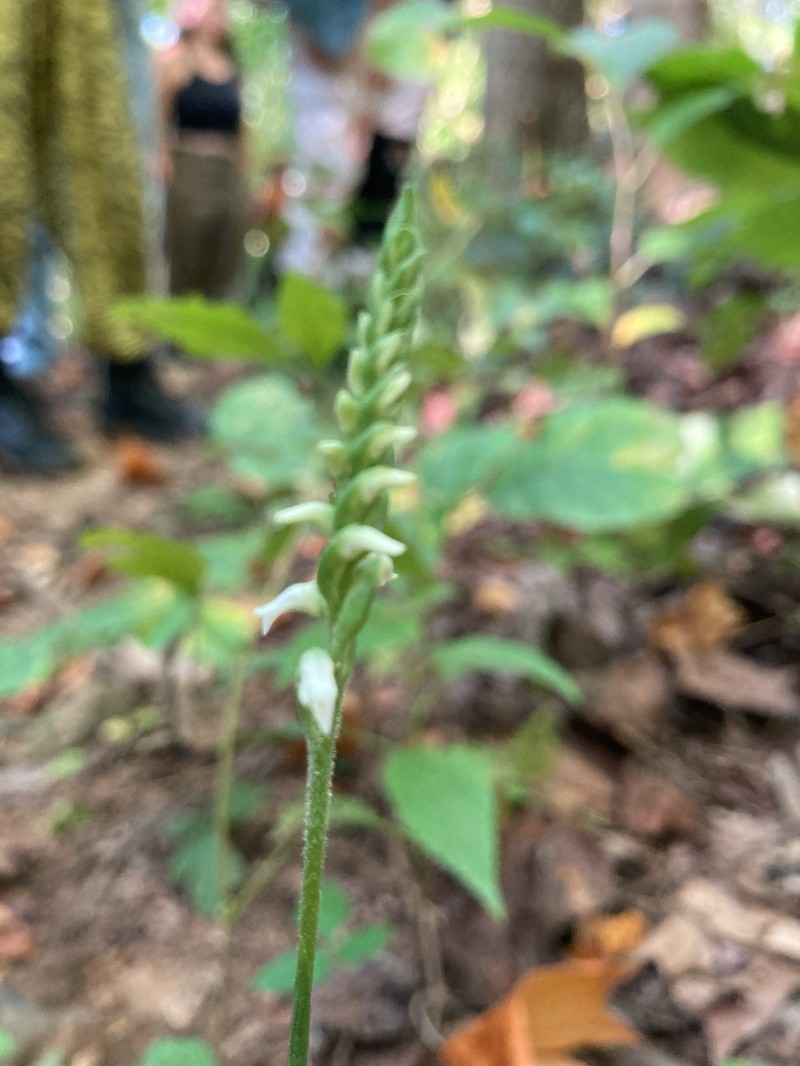 Spiranthes ovalis var. erostellata photo 7