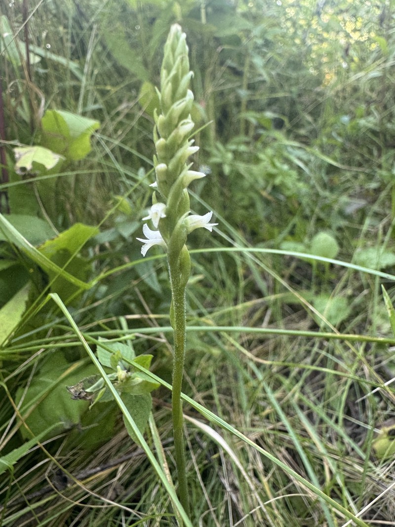Spiranthes ovalis var. erostellata photo 8