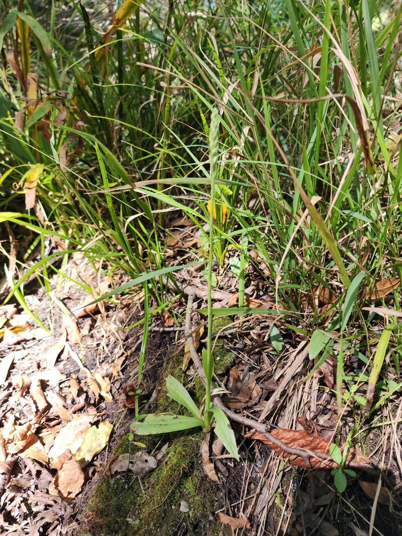 Spiranthes ovalis var. ovalis