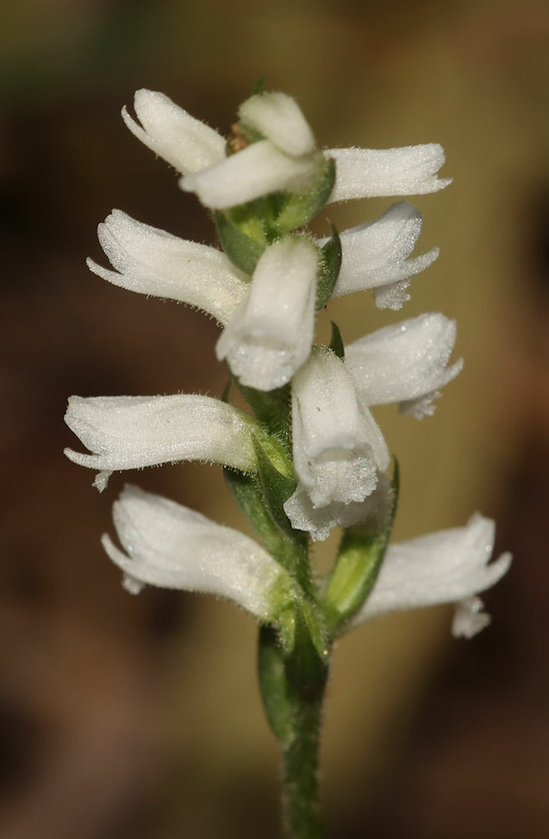Spiranthes ovalis var. ovalis photo 2