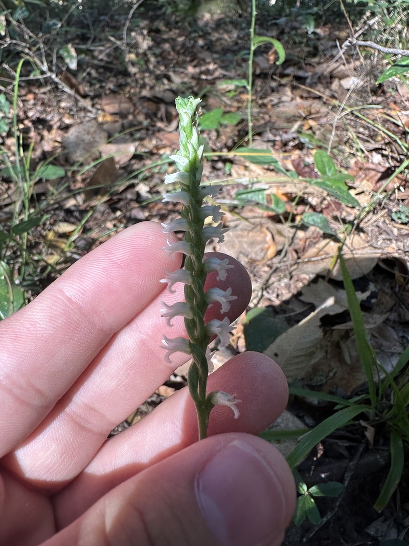 Spiranthes ovalis var. ovalis photo 3