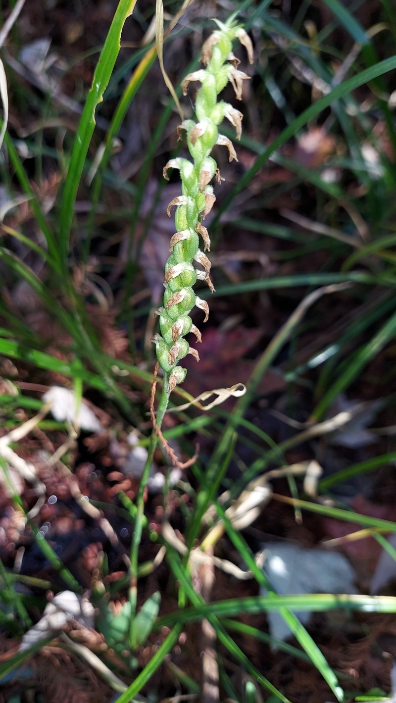 Spiranthes ovalis var. ovalis photo 4