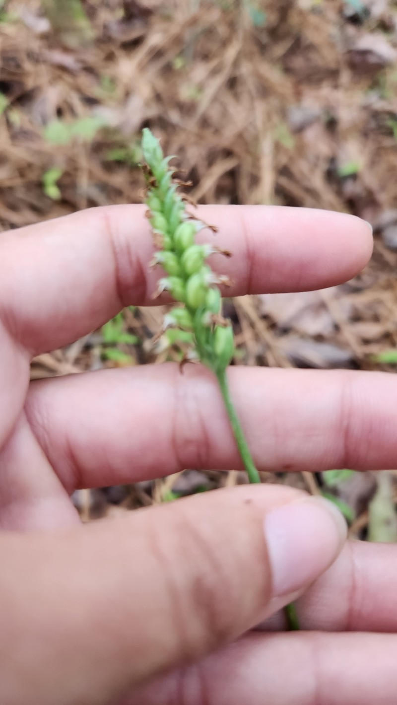 Spiranthes ovalis var. ovalis photo 5