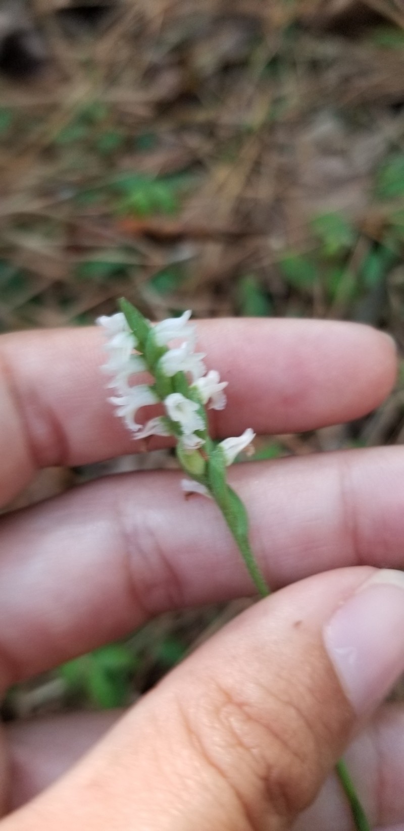 Spiranthes ovalis var. ovalis photo 6