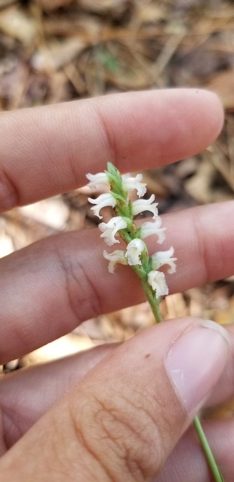 Spiranthes ovalis var. ovalis photo 7