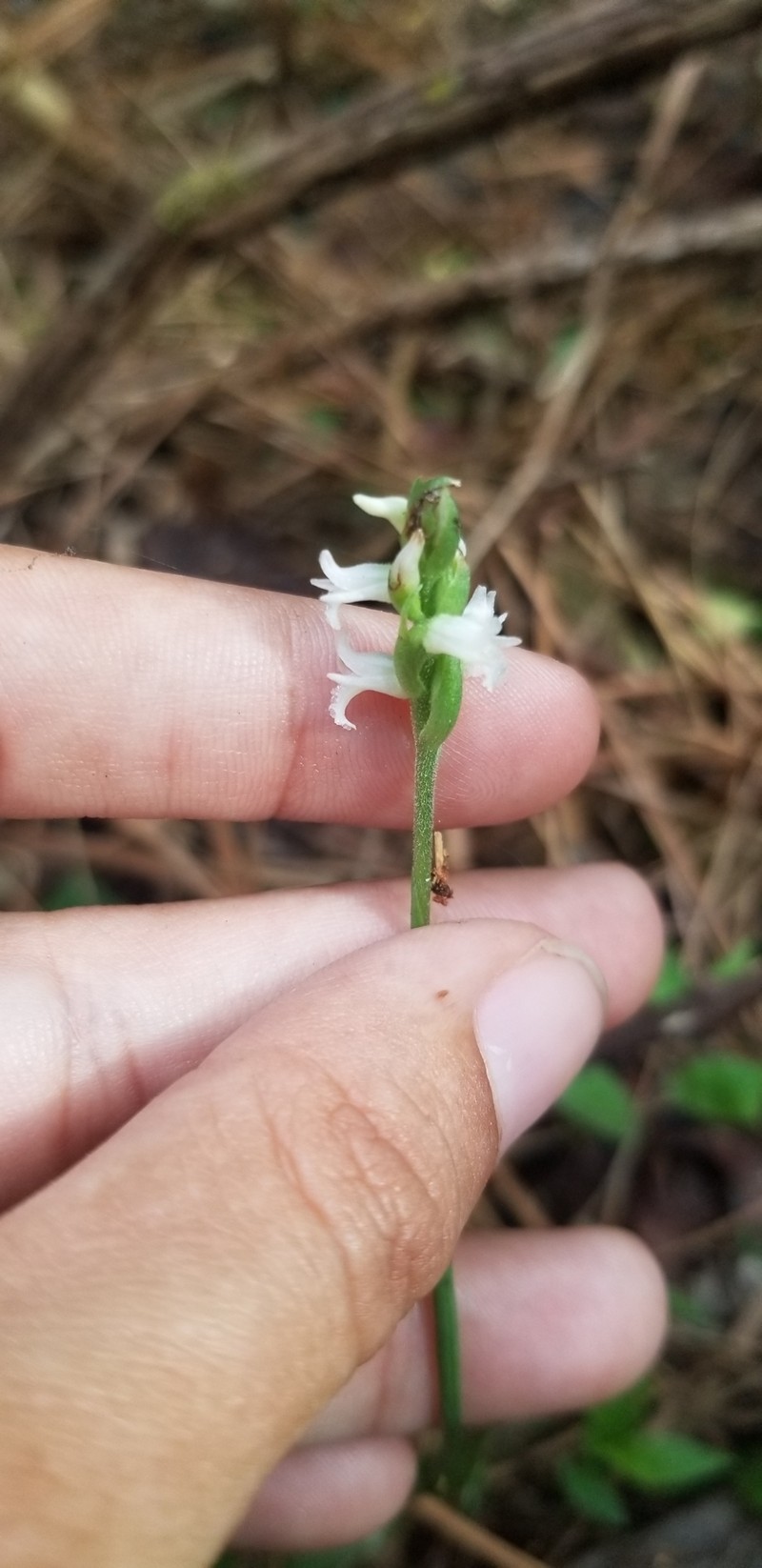 Spiranthes ovalis var. ovalis photo 8