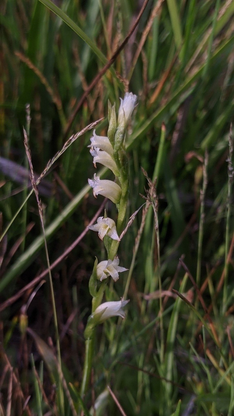 Spiranthes perexilis photo 2