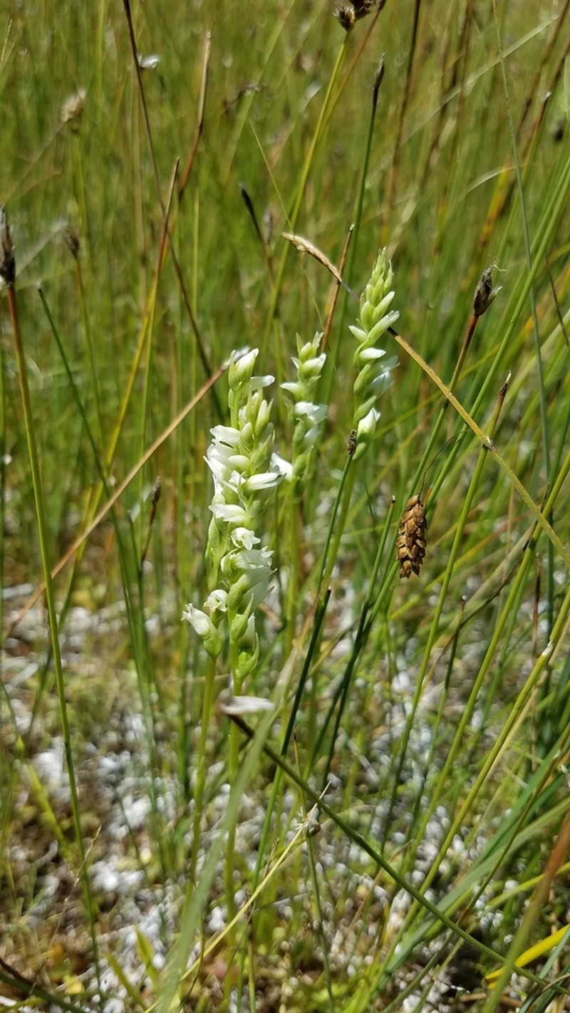 Spiranthes perexilis photo 3