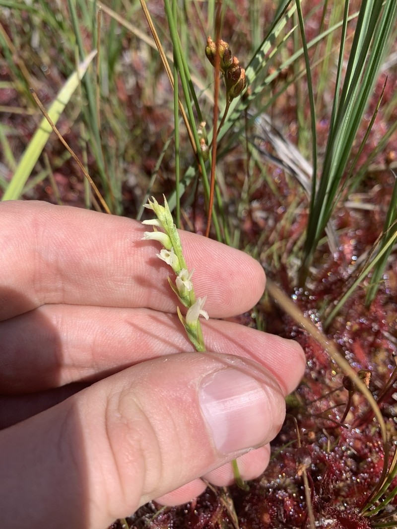 Spiranthes perexilis photo 4