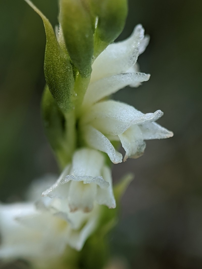 Spiranthes perexilis photo 5