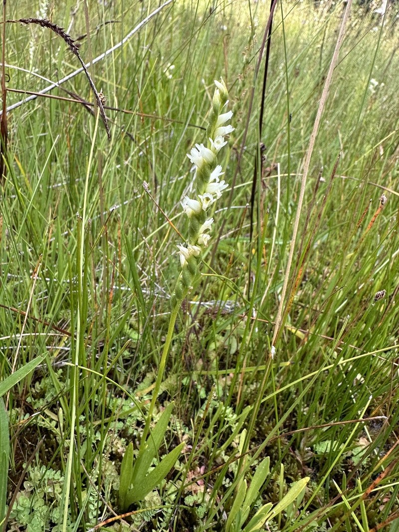 Spiranthes perexilis photo 6