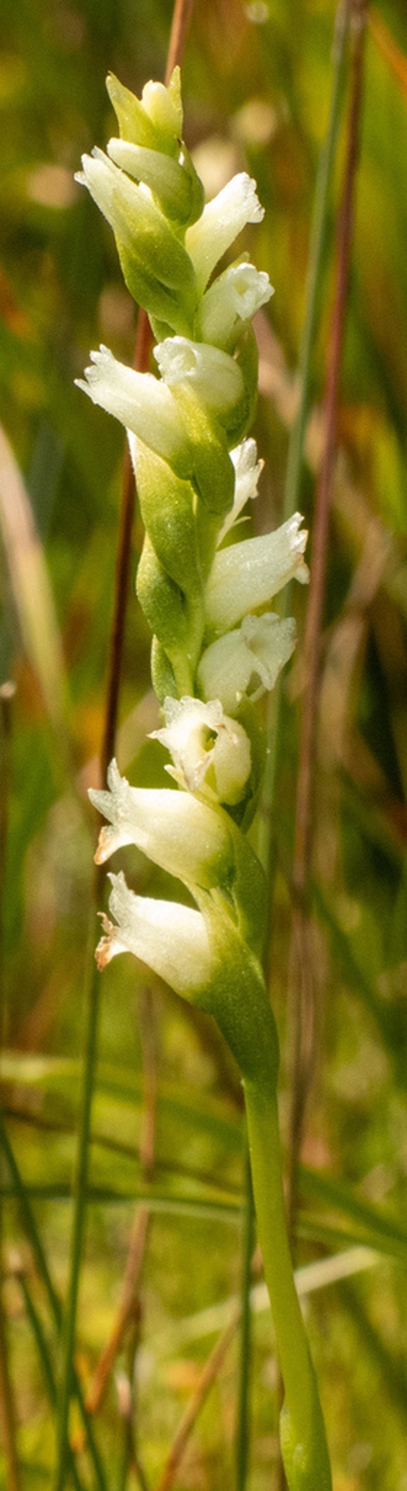 Spiranthes perexilis photo 7