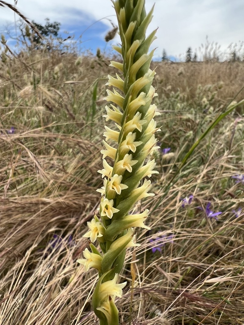 Creamy Lady's Tresses photo 3
