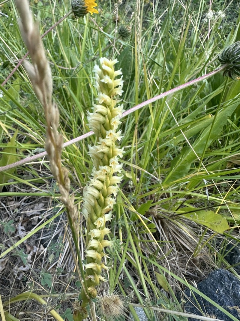 Creamy Lady's Tresses photo 4