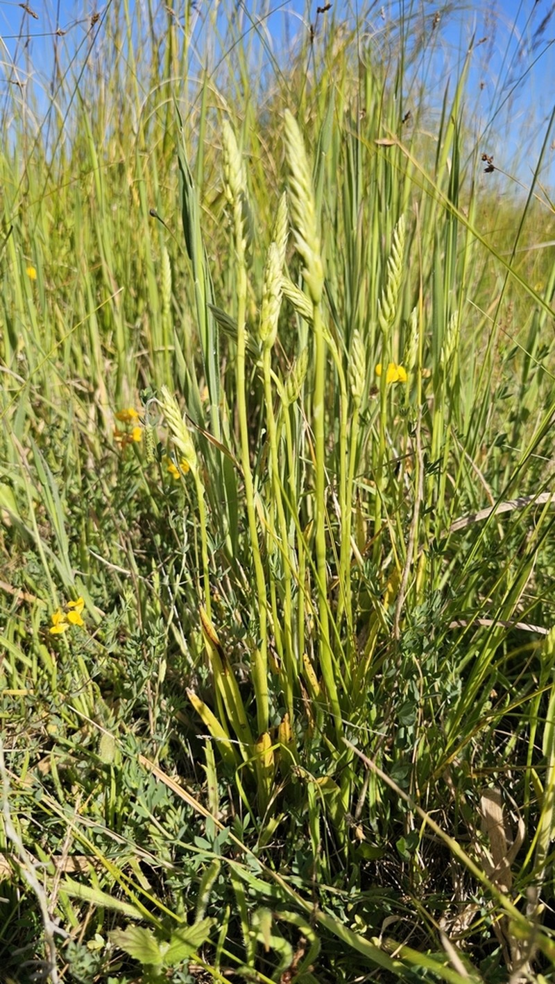 Creamy Lady's Tresses photo 5