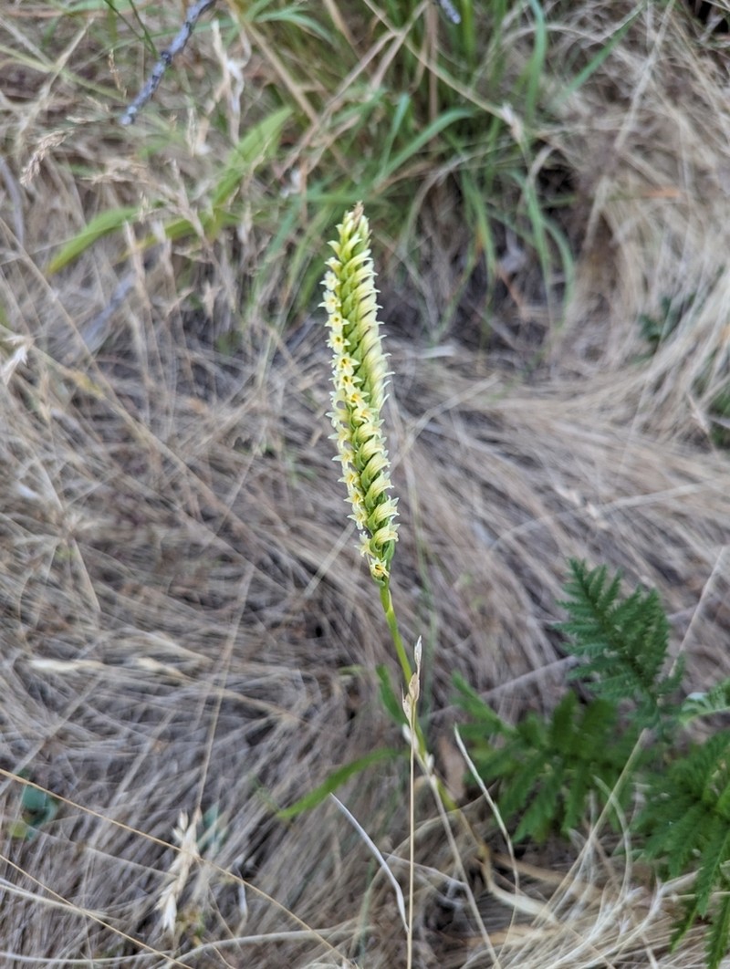 Creamy Lady's Tresses photo 6