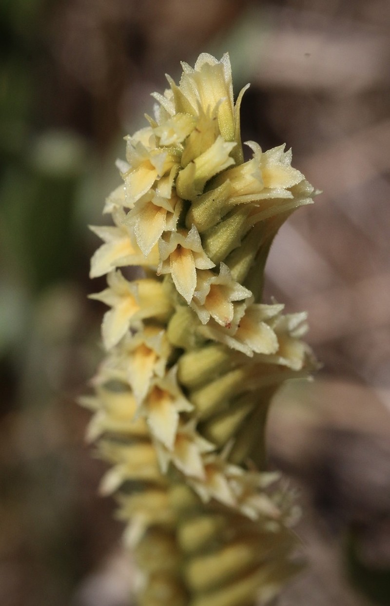 Creamy Lady's Tresses photo 7