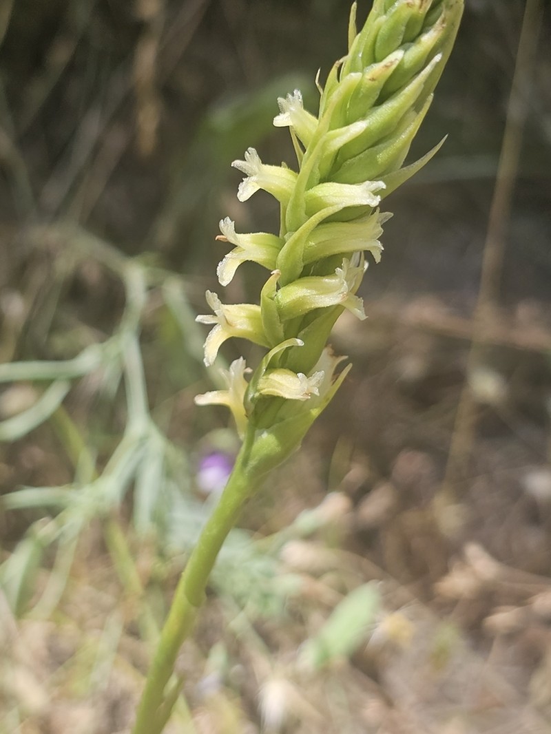 Creamy Lady's Tresses photo 8