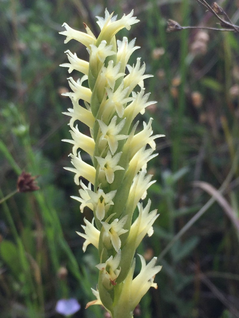 Creamy Lady's Tresses