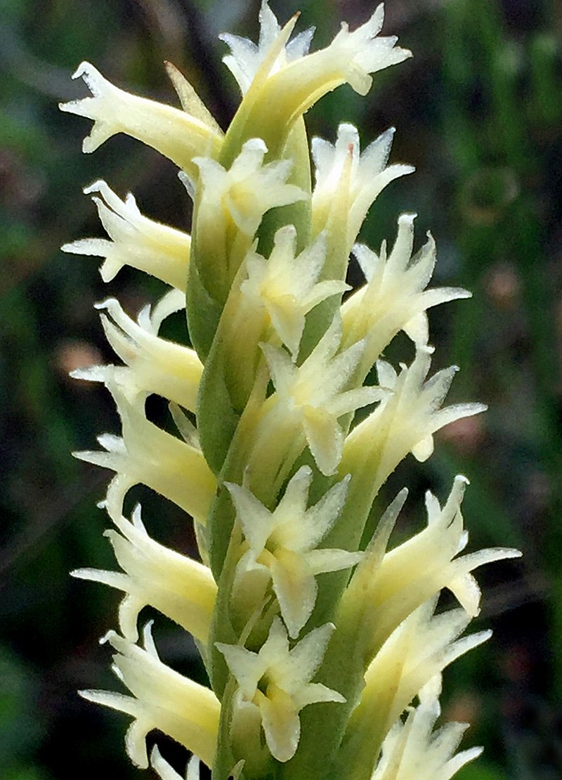 Creamy Lady's Tresses photo 2