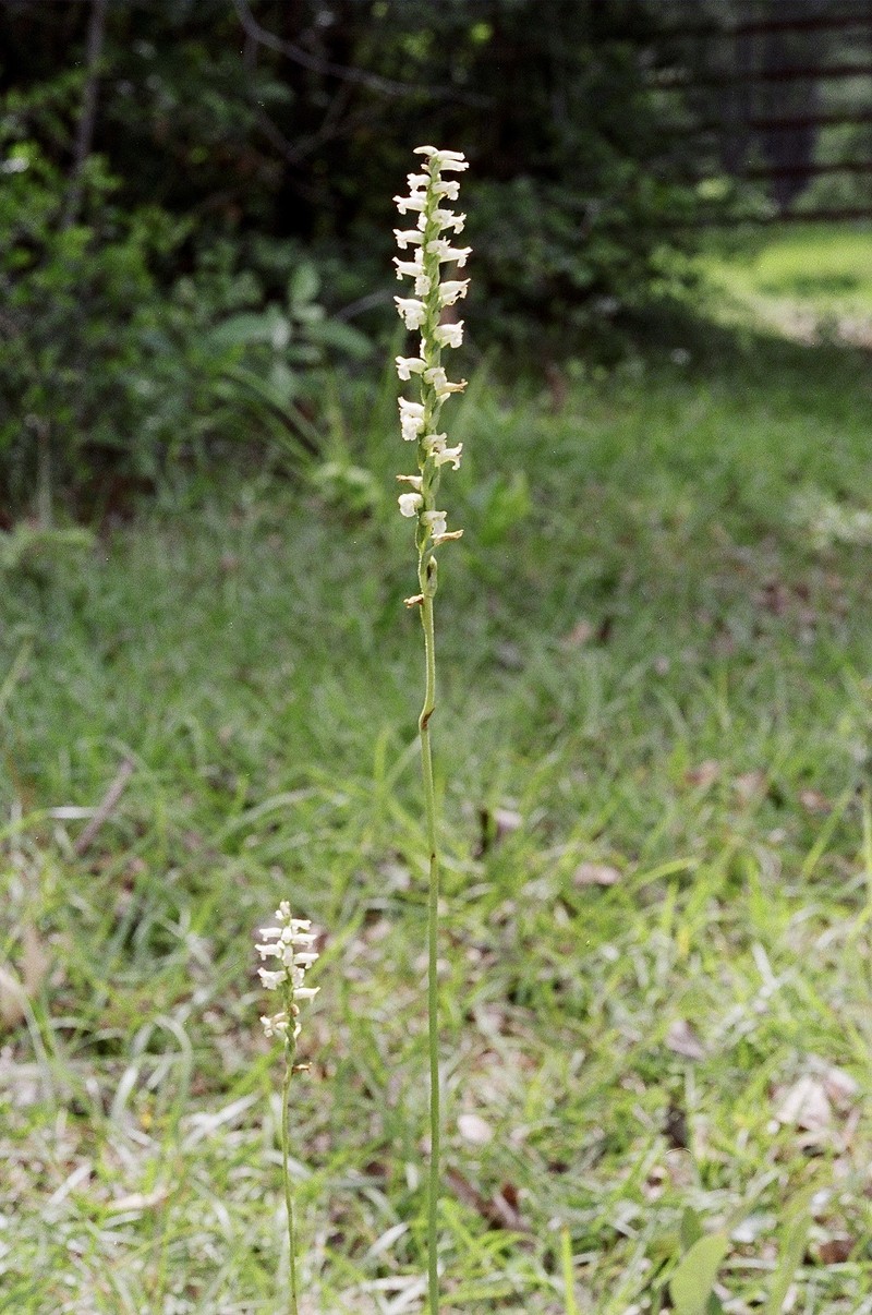 Greenvein Lady's Tresses photo 4