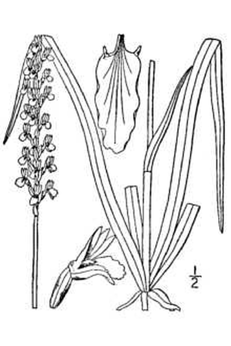 Greenvein Lady's Tresses photo 5