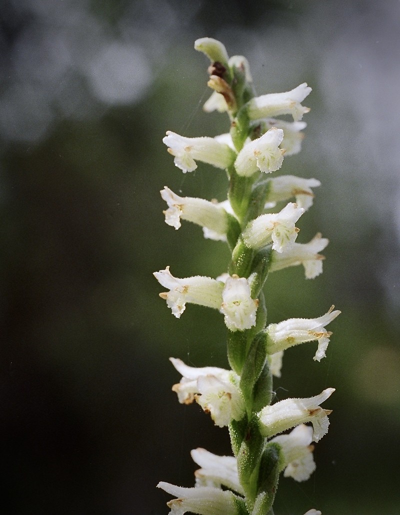 Greenvein Lady's Tresses photo 2