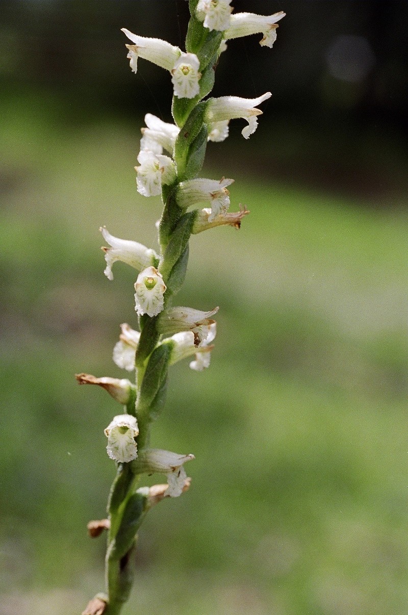 Greenvein Lady's Tresses photo 3