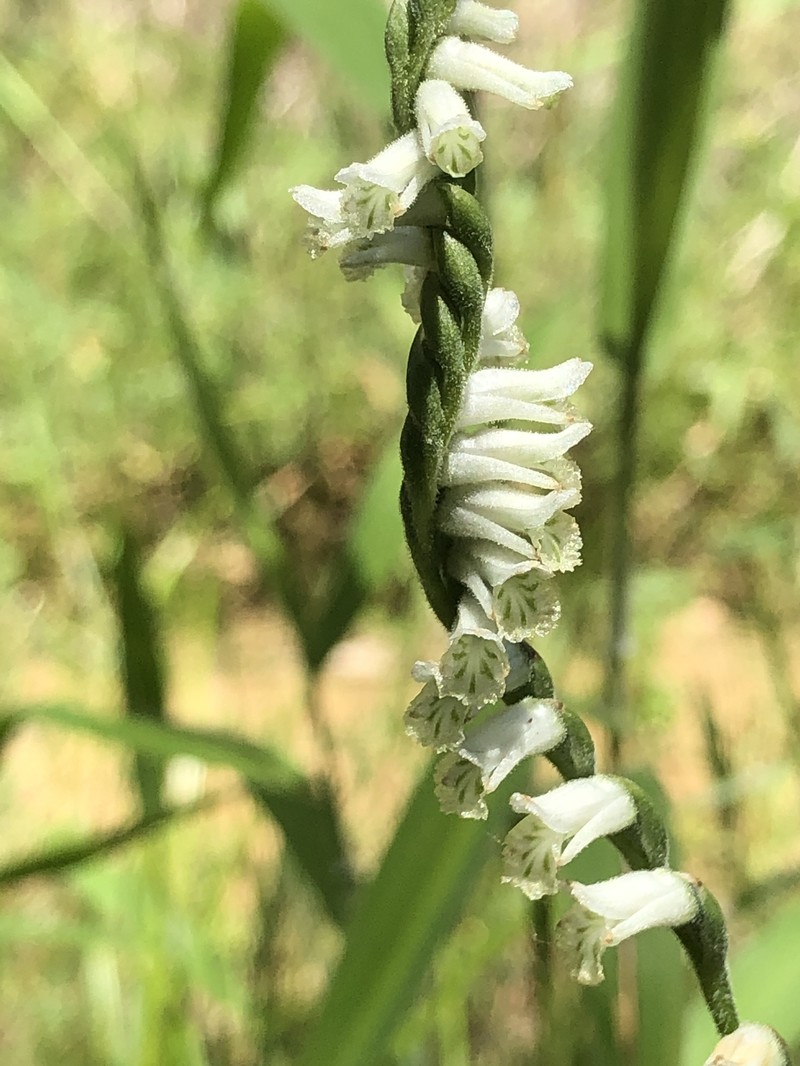 Greenvein Lady's Tresses