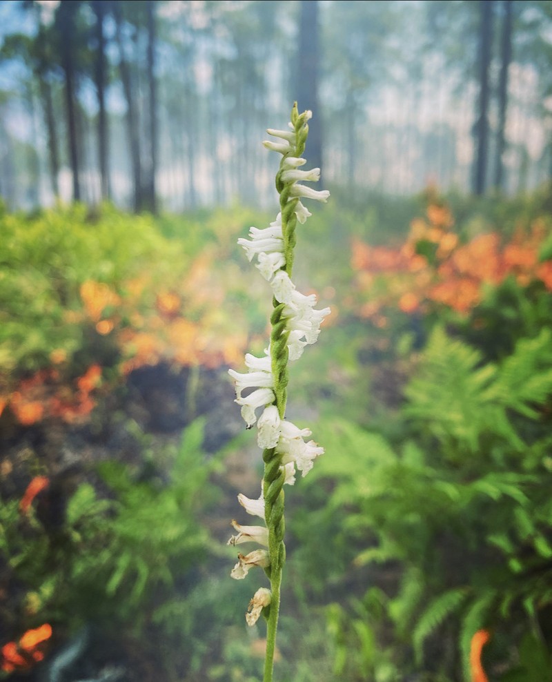 Greenvein Lady's Tresses photo 3