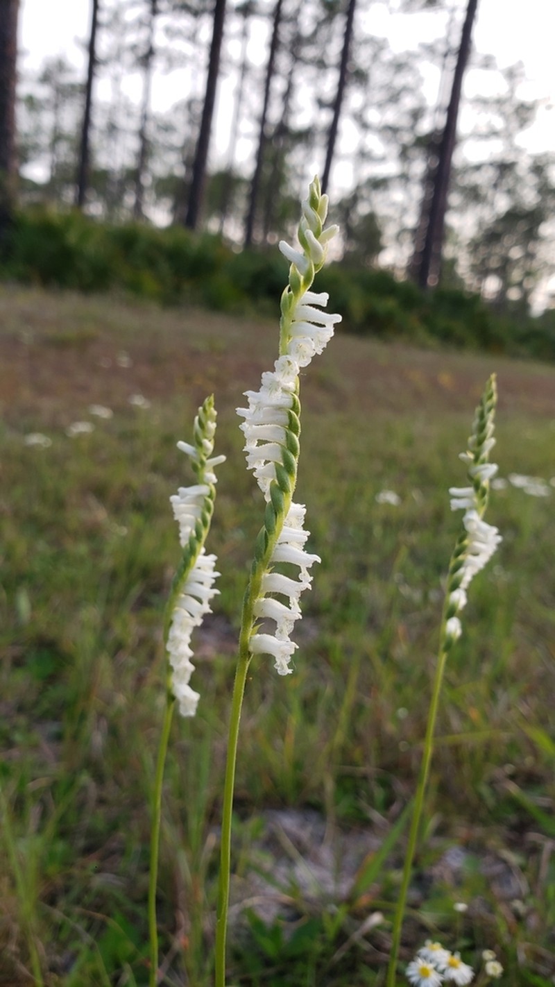Greenvein Lady's Tresses photo 4