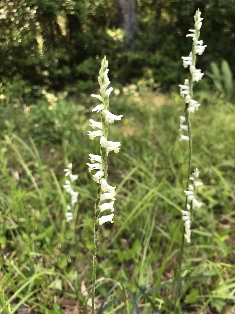 Greenvein Lady's Tresses photo 5