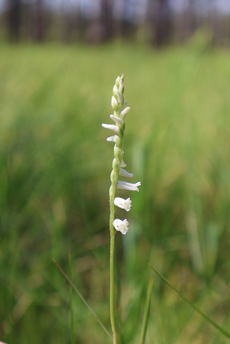 Greenvein Lady's Tresses photo 6