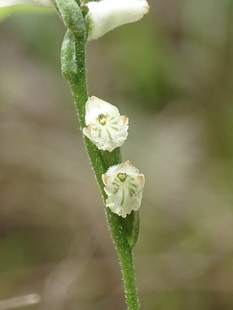 Greenvein Lady's Tresses photo 7