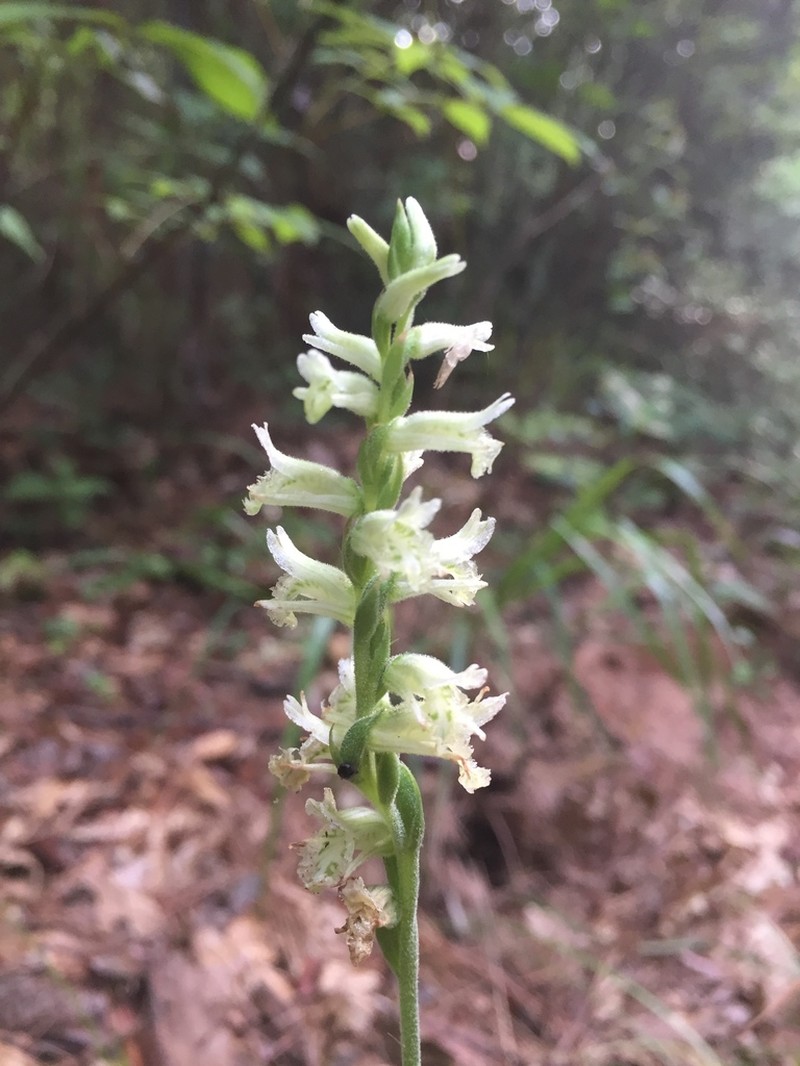 Greenvein Lady's Tresses photo 8