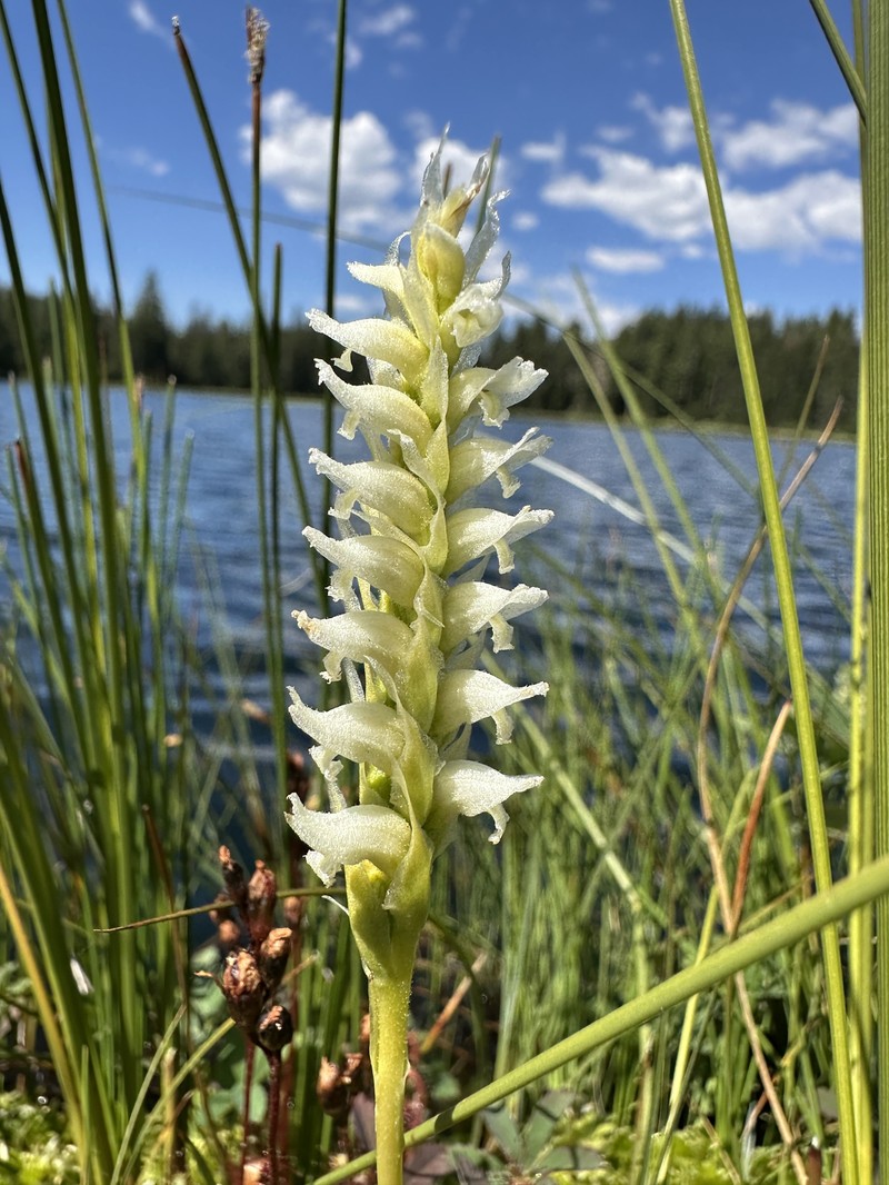 Hooded Lady's Tresses photo 3