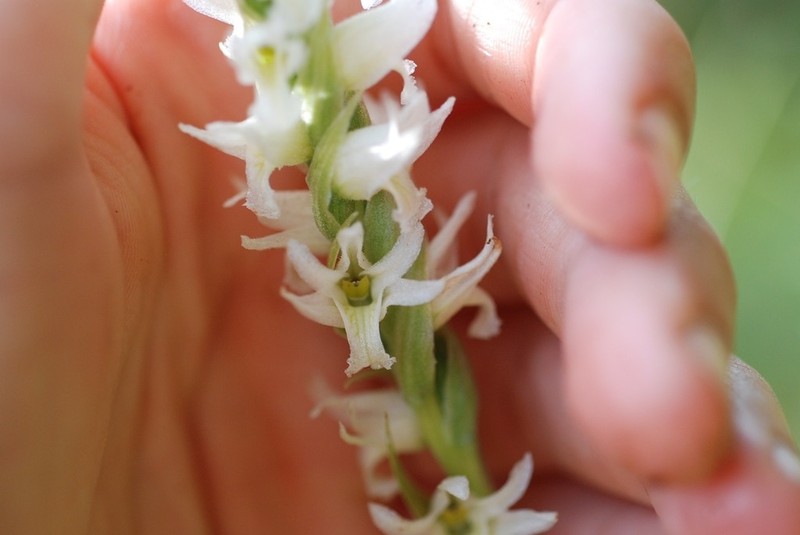 Hooded Lady's Tresses photo 4