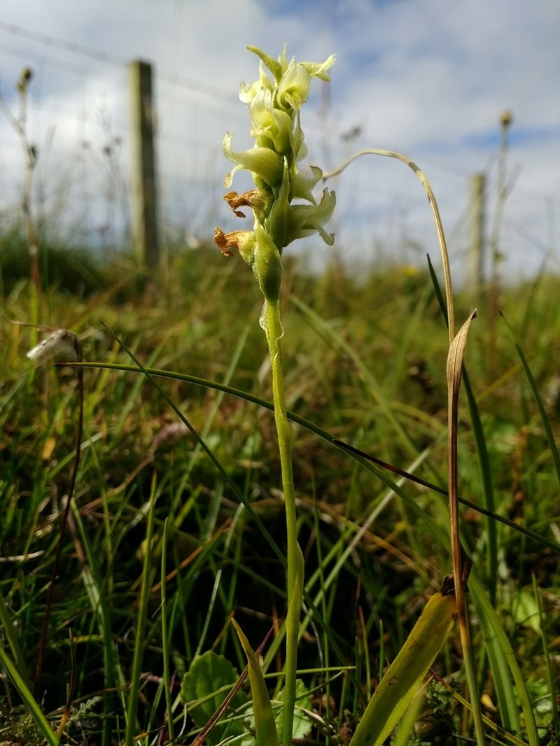Hooded Lady's Tresses photo 5
