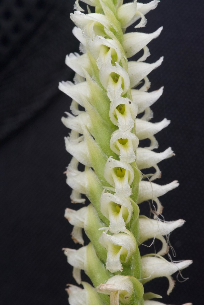 Hooded Lady's Tresses photo 6