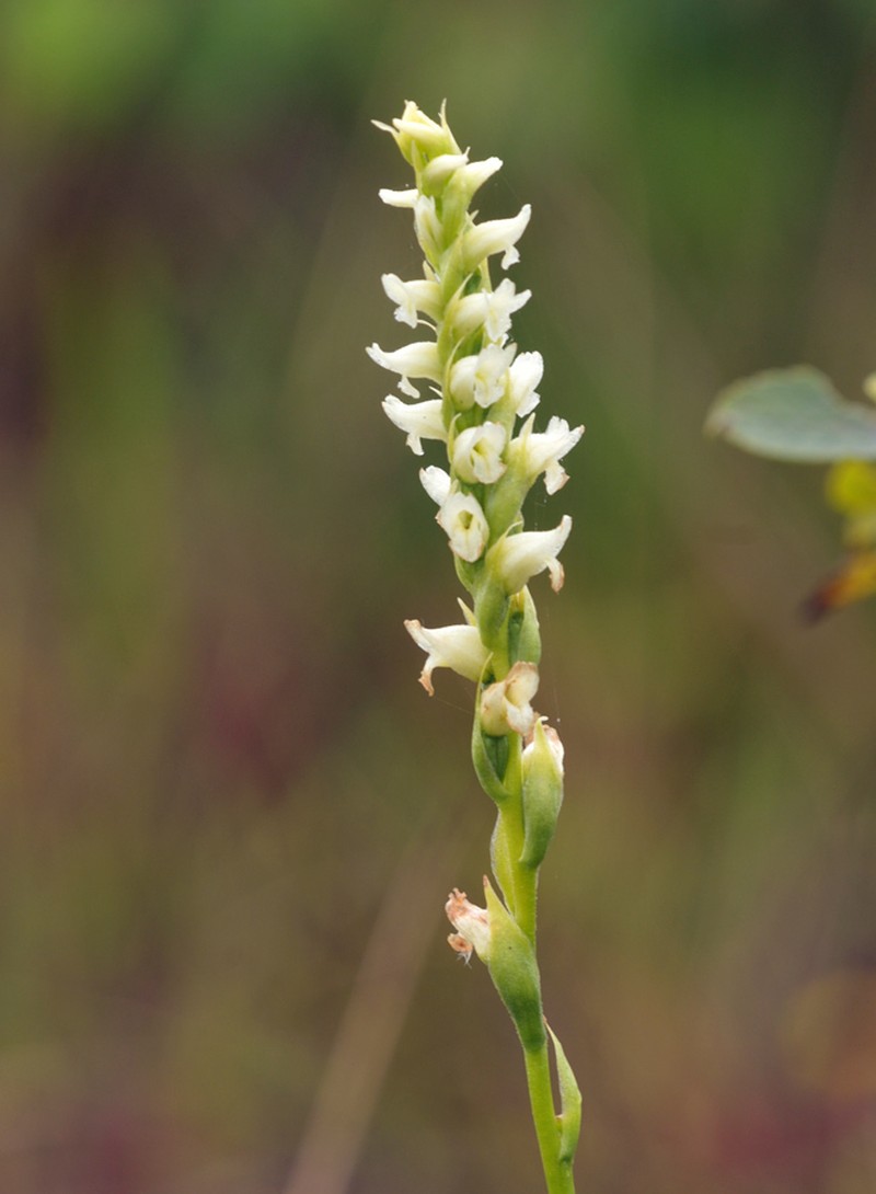 Hooded Lady's Tresses photo 7