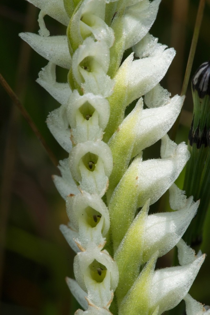 Hooded Lady's Tresses photo 8
