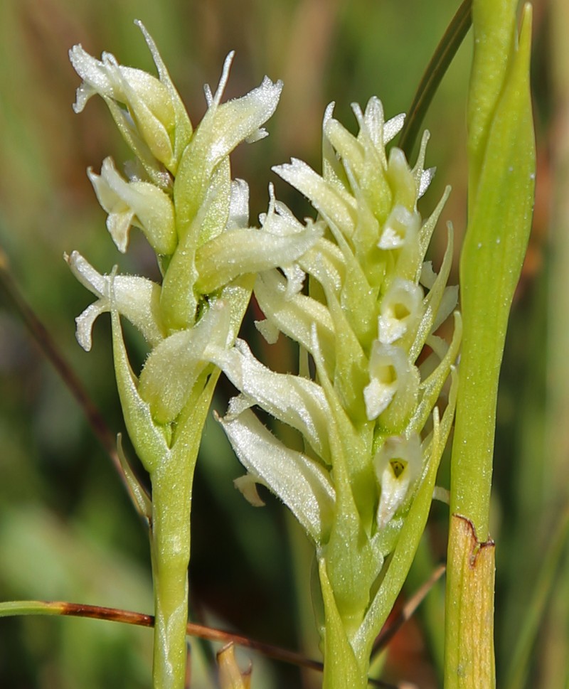 Hooded Lady's Tresses photo 4