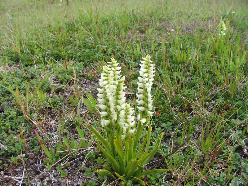 Hooded Lady's Tresses photo 5