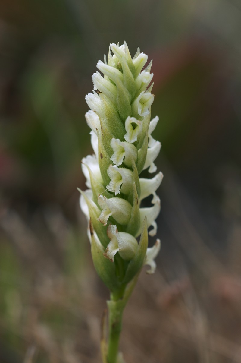 Hooded Lady's Tresses