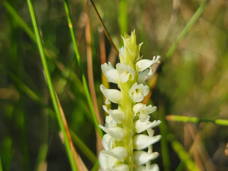 Hooded Lady's Tresses photo 2